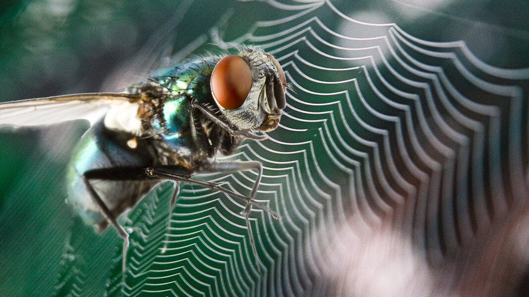 Can Flies Feel Fear Like Humans? Videos Seeker