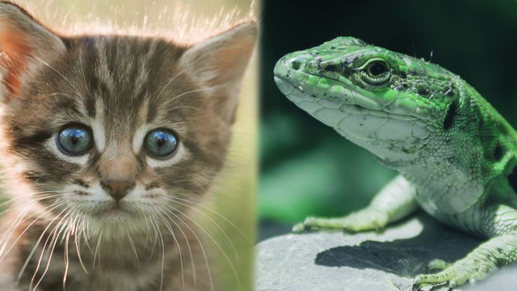 Warm Blooded Vs Cold Blooded What S The Difference Seeker