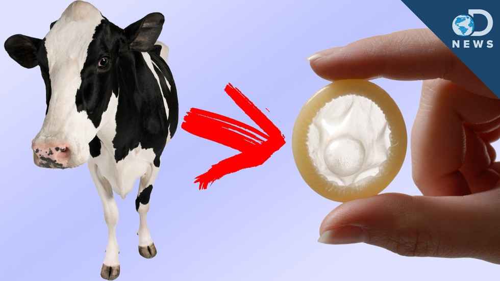Image result for cow and condoms