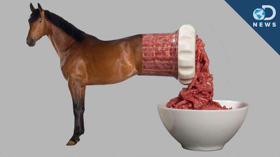 Horse Meat