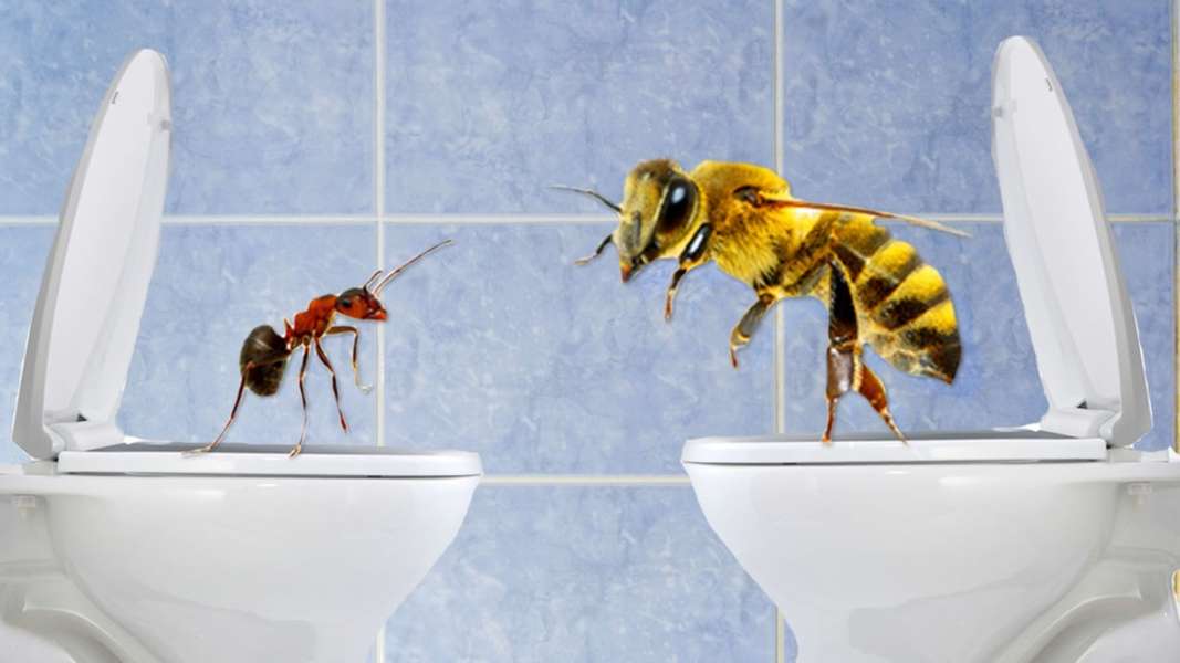 How Insects Poop Seeker