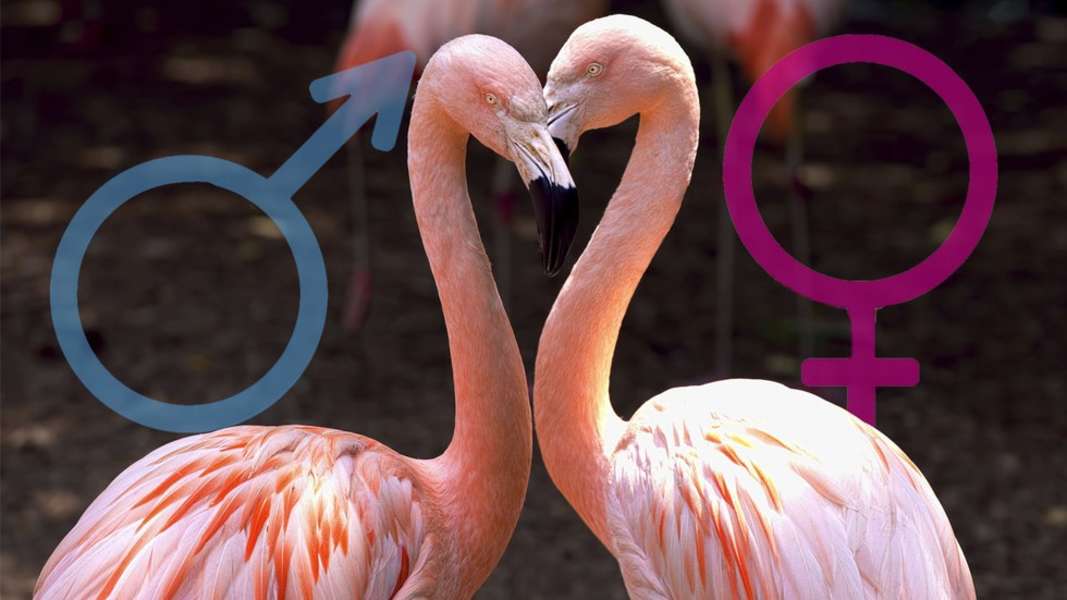 Why Bird Sex Chromosomes Are Weird Seeker 