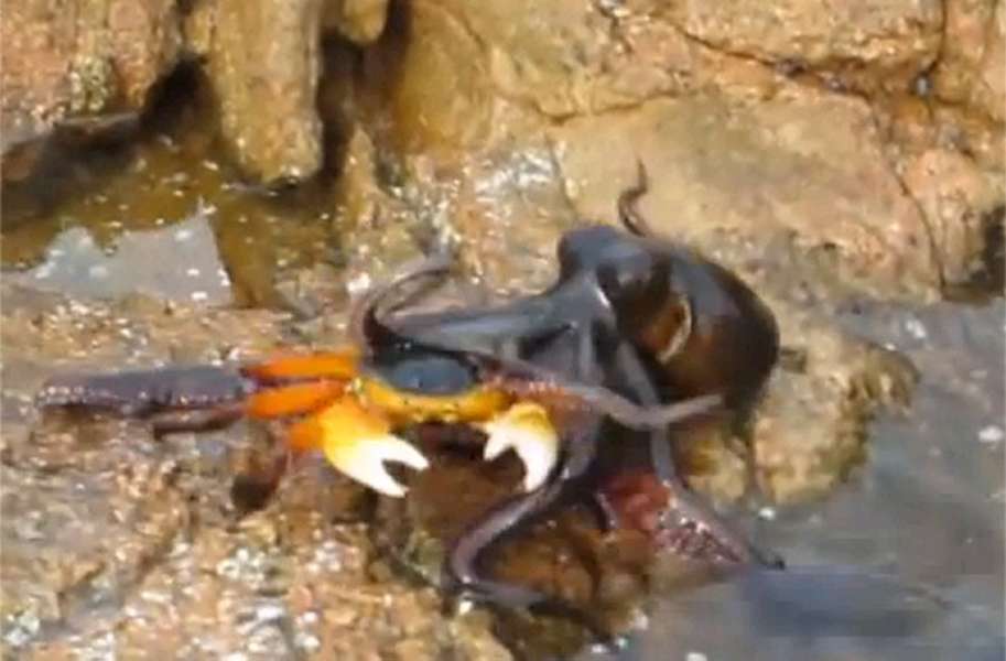 Octopus Nabs Crab on Land in Striking Footage - Seeker