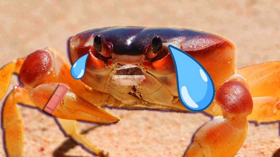 Do Crabs Feel Pain? Seeker