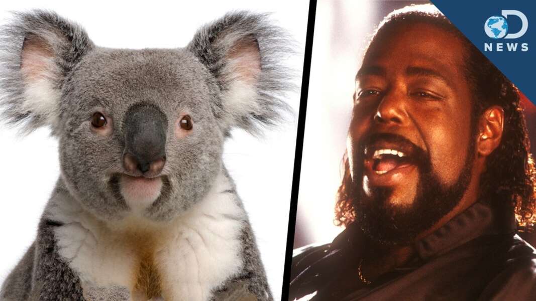 Why Koalas Sound Like Barry White Seeker