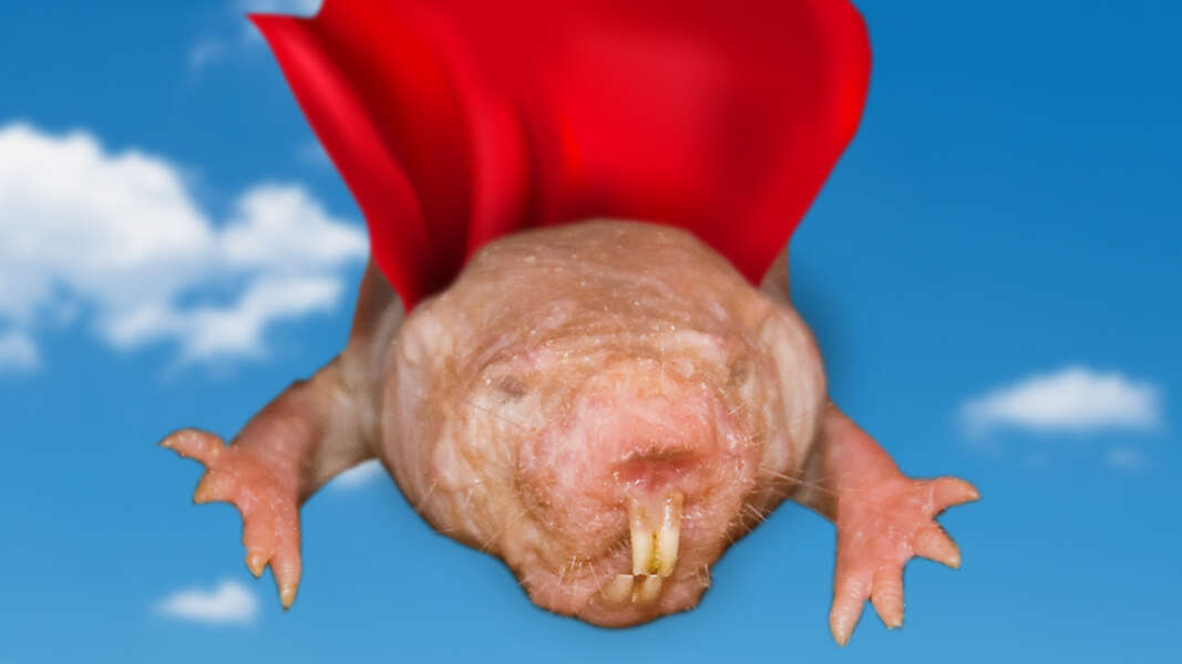 Why Did Naked Mole Rats Evolve To Be So Awesome Videos Seeker