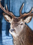 If Antlers Are So Heavy, Why Do Animals Have Them?