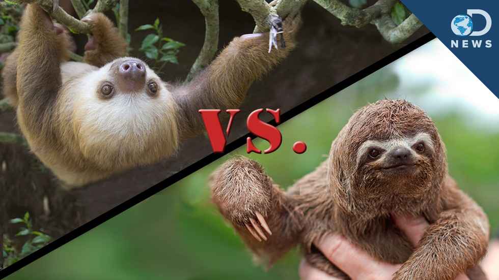 brazilian 3 toed sloth