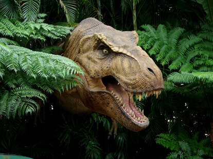 Sensitive T. rex? This new dino might change the face of