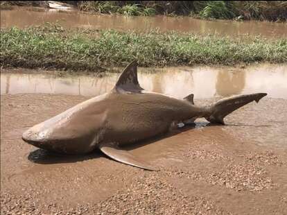 dead bull shark in australia