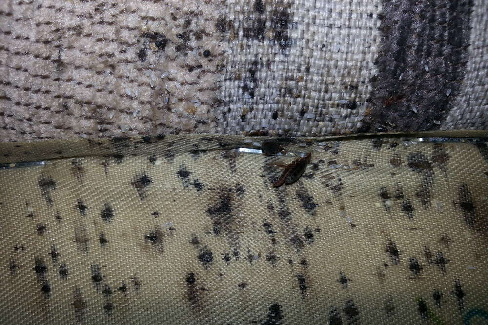 bed bug droppings hard