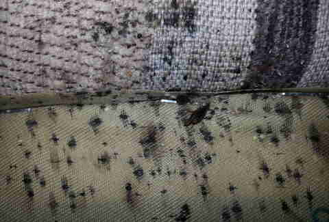 bugs bed bedbugs tell check mattress hotel hotels ways whether