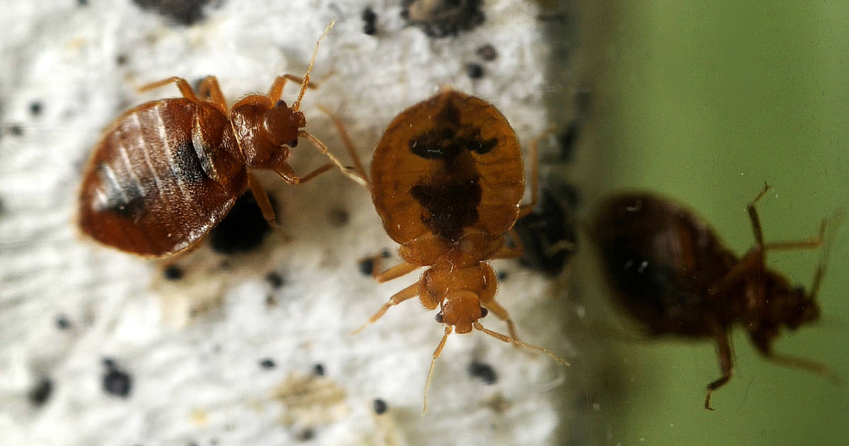 Year-Round Guide To Bed Bugs In Maryland