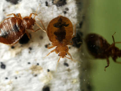 Study ID's Several Bed Bug Repellents That Could Keep Your Luggage Pest-Free