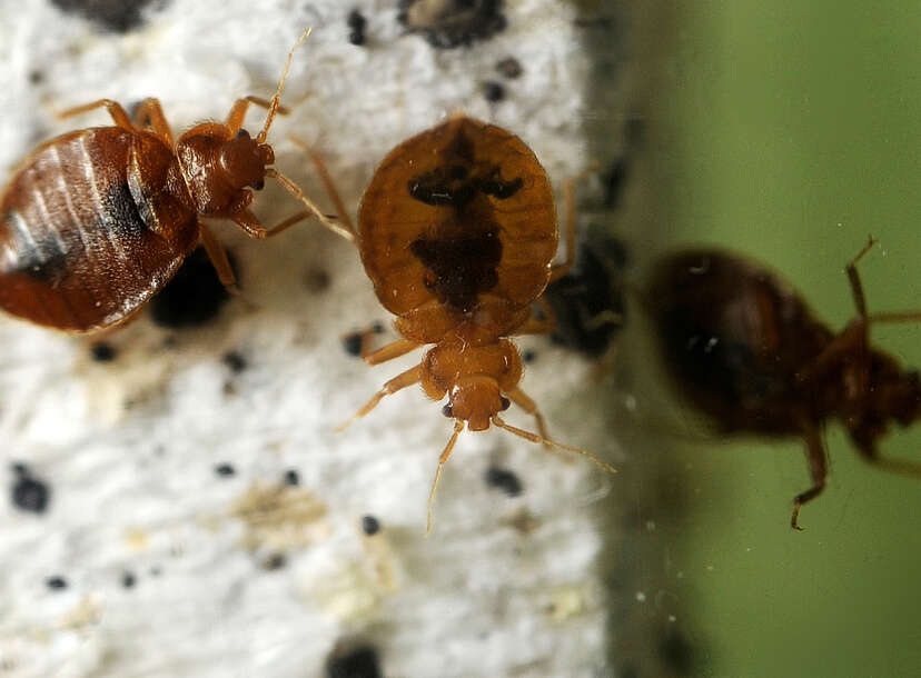 comfort inn oxford ohio bed bugs