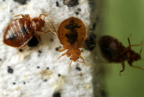 How To Check For Bed Bugs In Hotels Or Your Hostel Mattress