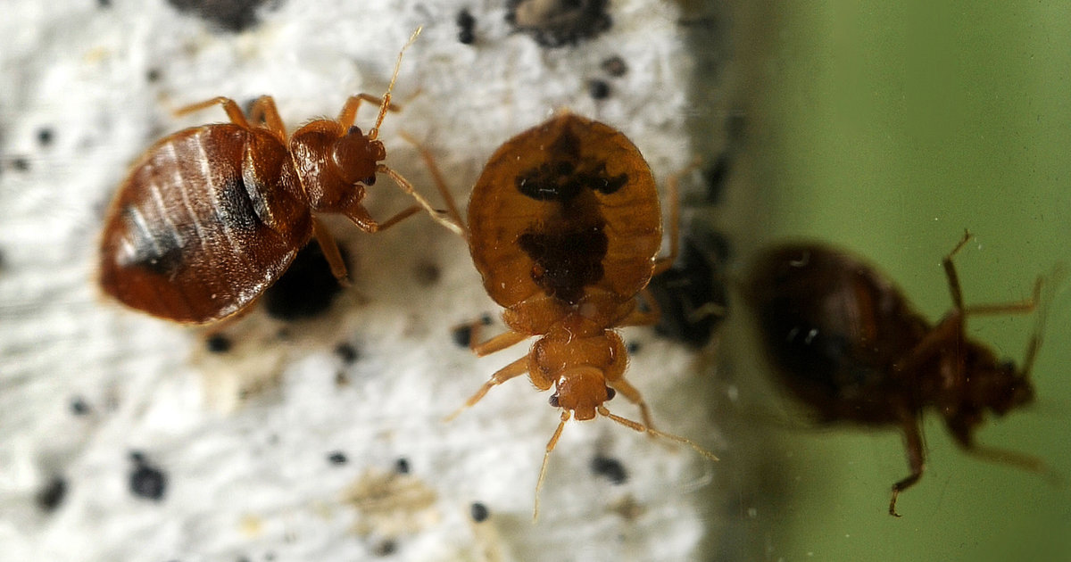How to Check for Bed Bugs in Hotels or Your Hostel ...