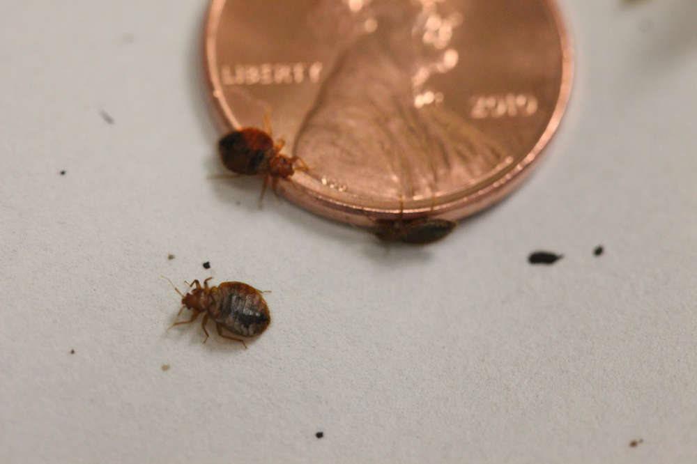 Westin Pittsburgh Bed Bugs
