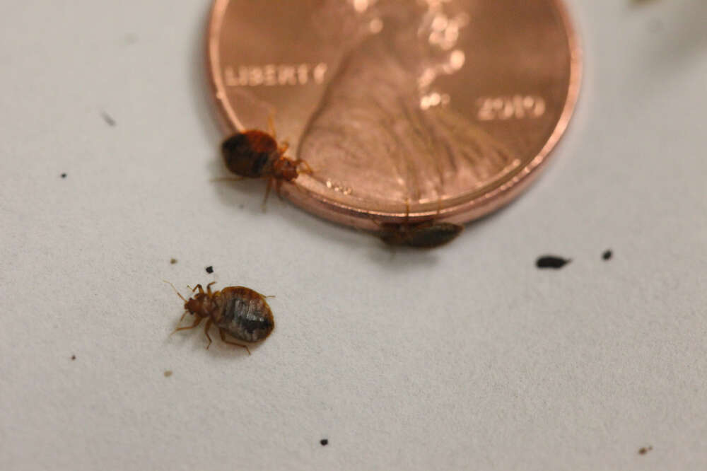 greentree inn sedona bed bugs