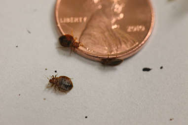how to tell whether your hotel room has bedbugs