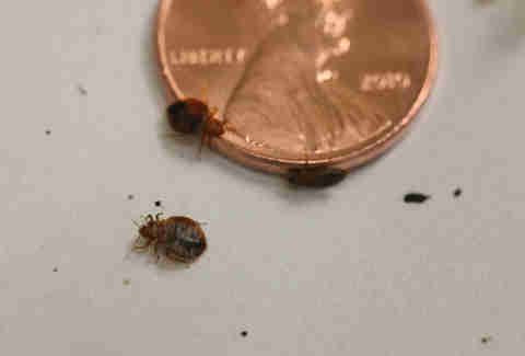 How to Check for Bed Bugs in Hotels or Your Hostel  