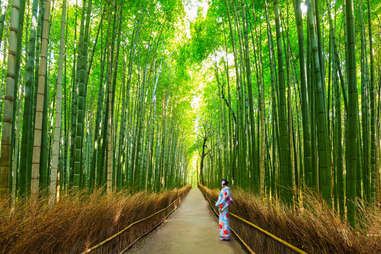 bamboo forest