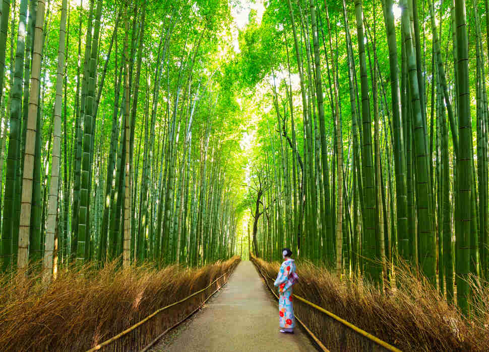 bamboo forest