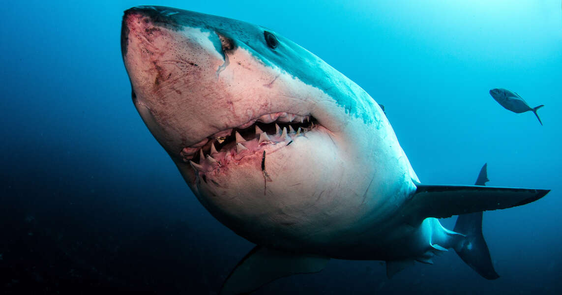 Teen Punches Shark & Survives: Here Are the Photos - Thrillist