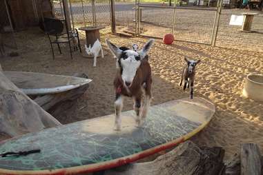 Surfing Goat Dairy