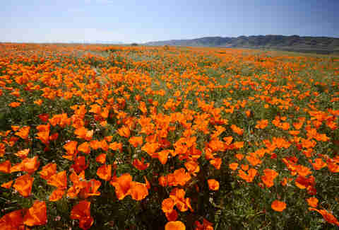 Antelope Valley, California