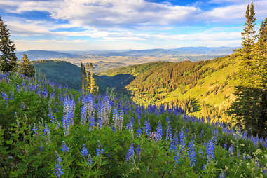 patch of blue wildflowers in the mountains of park city, utah