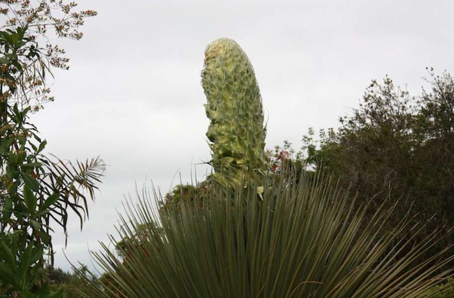 Huge Phallic Plant to Produce 30,000 Flowers Seeker