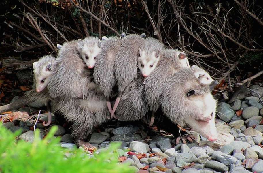 Ways Animal Moms Carry Their Young: Photos - Seeker