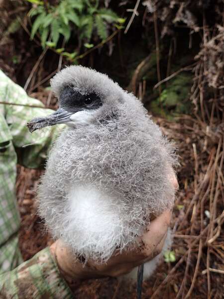 Fluffy Birds Get Helicoptered to New Home in Hawaii - Seeker