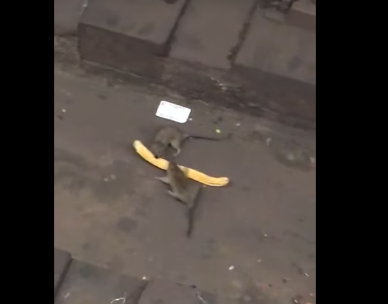 NYC Rats Battle Over Churro in Epic Subway Showdown - Thrillist