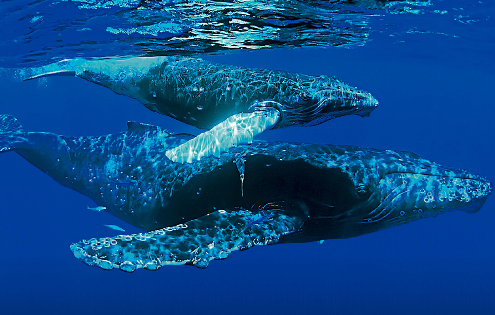 Best Nature Documentaries on Netflix, Amazon, iTunes & More Thrillist