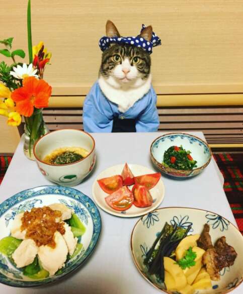 cat dresses up with his mom for dinner
