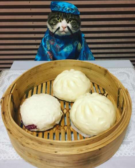 cat dresses up with his mom for dinner