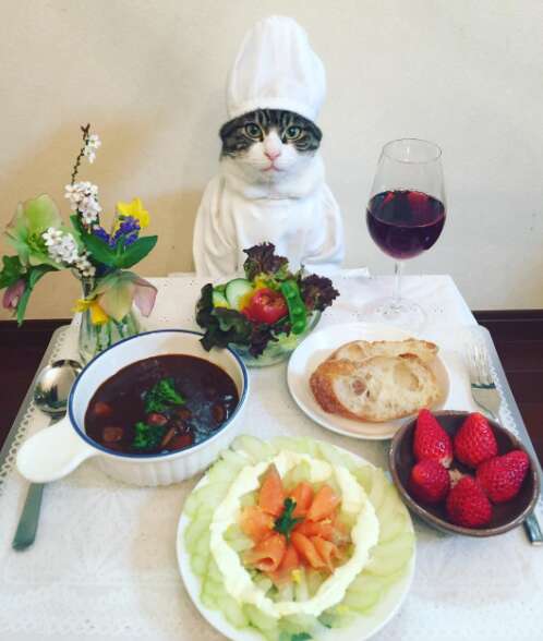 cat dresses up with his mom for dinner 