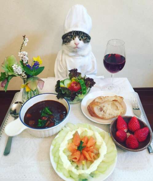 cat dresses up with his mom for dinner