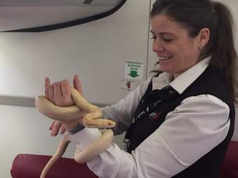 A snake who had been loose on an Alaskan airplane