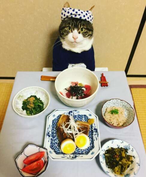 cat dresses up with his mom for dinner 