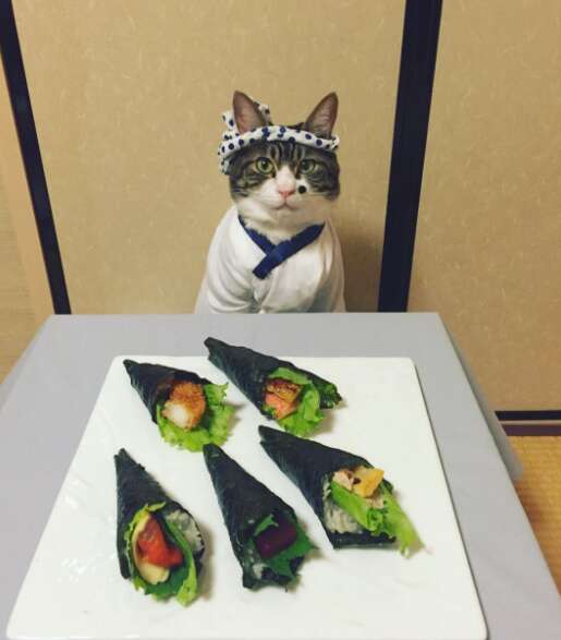 cat dresses up with his mom for dinner 