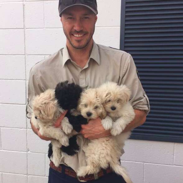 Australian guy wants to rescue all the dogs
