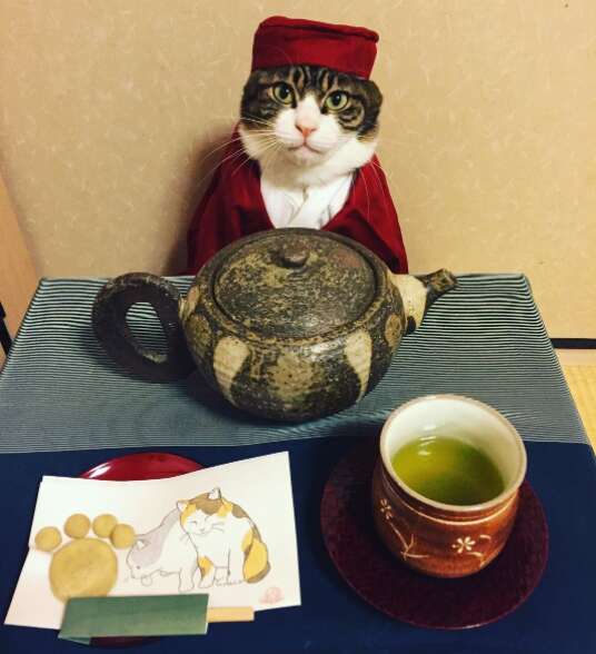 cat dresses up with his mom for dinner