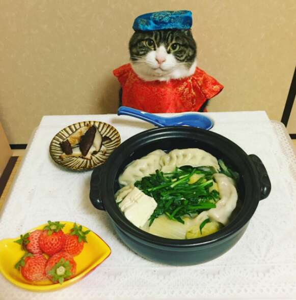cat dresses up with his mom for dinner 