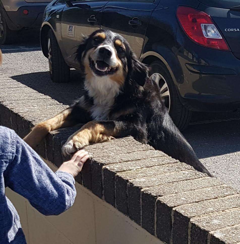 Dog waiting by school wall for kids to pet him