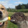 Dog Bottle-Feeds His Baby Lamb