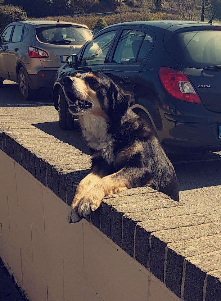 Dog waiting by school wall for kids to pet him