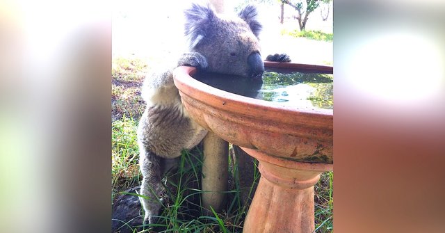 Koalas Drink From Water Stations Because Of Climate Change The Dodo